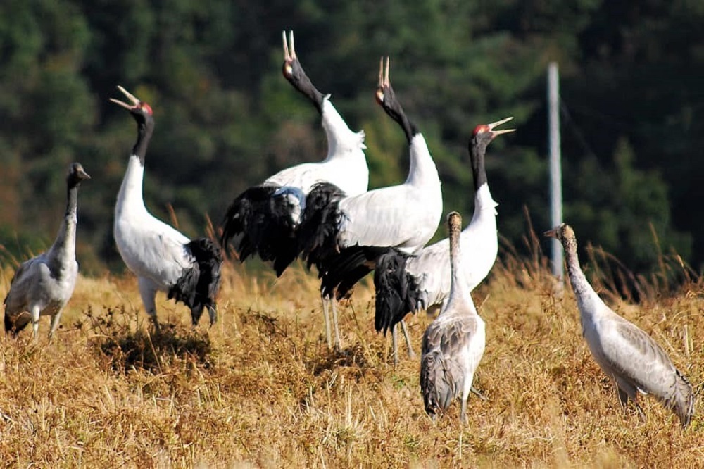 Gangtey Trek - Black necked Crane